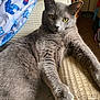 cat, gray_cat, feline, pet, indoor, armchair, textured_fabric, blanket, nautical_pattern, relaxed, yellow_eyes, whiskers, fur, paw, home, cozy, curious, animal, resting, closeup