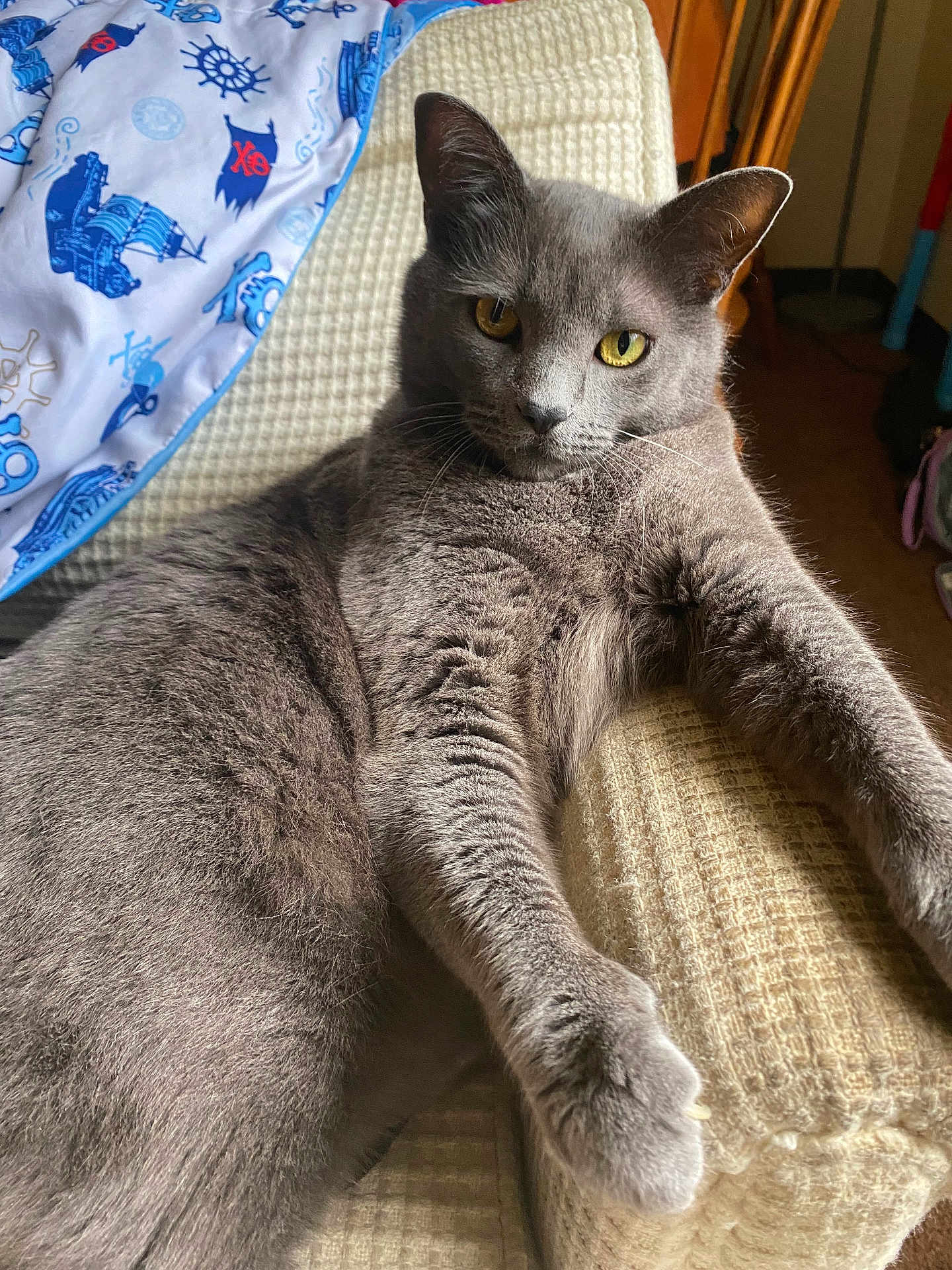 Walter joined the competition — help win amazing prizes! cat, gray_cat, feline, pet, indoor, armchair, textured_fabric, blanket, nautical_pattern, relaxed, yellow_eyes, whiskers, fur, paw, home, cozy, curious, animal, resting, closeup