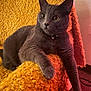 Walter joined the competition — help win amazing prizes! cat, gray_cat, feline, pet, indoor, couch, blanket, yellow_blanket, texture, relaxed, alert, wide_eyes, whiskers, collar, paw, fur, domestic_animal, cozy, home, resting