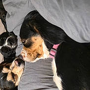 Orla is registered to the contest to win money with this photo: dog, sleeping, blanket, cozy, indoor, pets, snuggling, resting, fur, canine, companion, pink_collar, black_fur, brown_fur, white_fur, relaxed, nap, three_dogs, close_up, bond