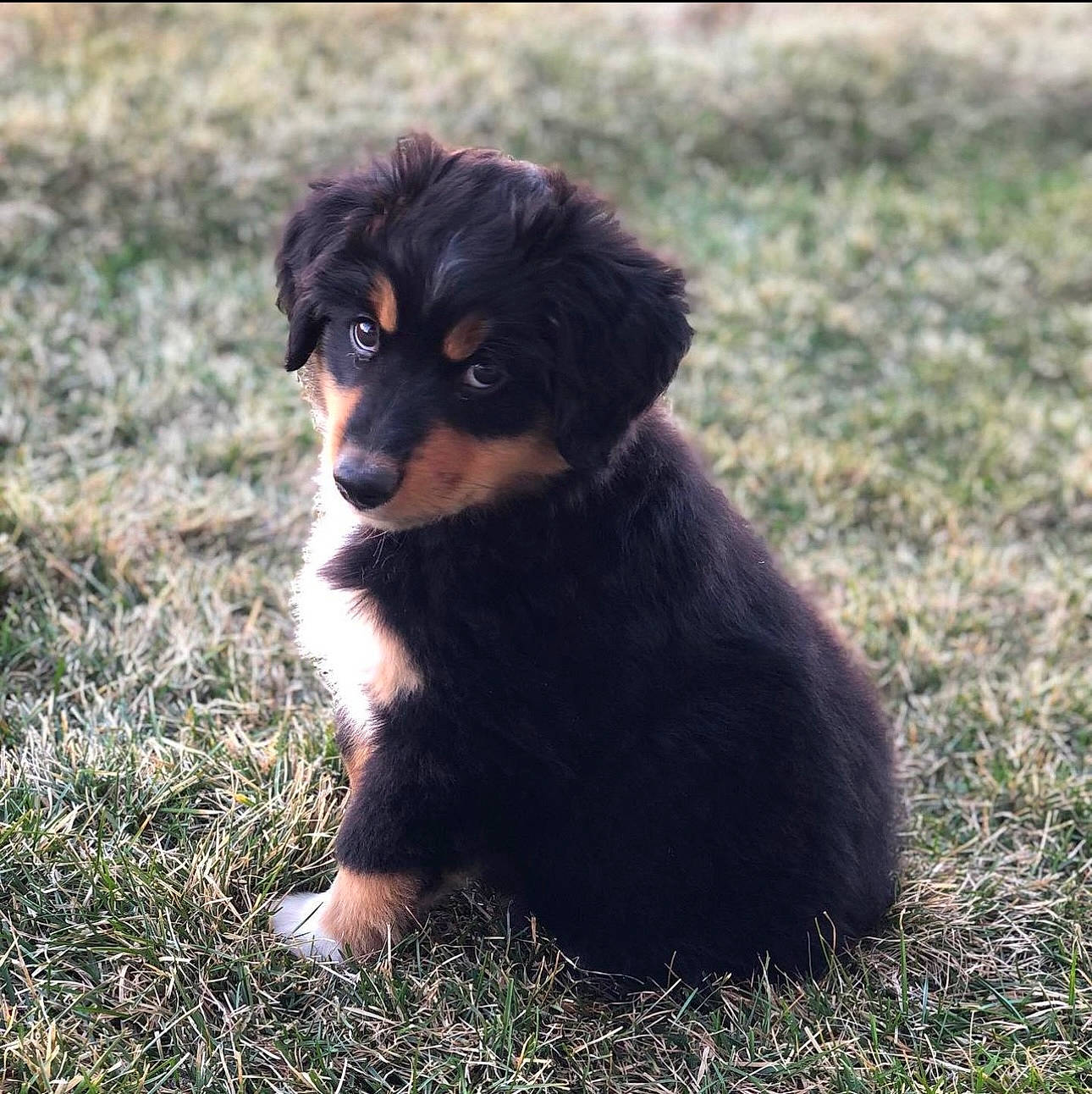 Roscoe joined the competition — help win amazing prizes! border_collie, canidae, carnivore, companion_dog, dog, dog_breed, fur, grass, herding_dog, puppy, snout, sporting_group, terrestrial_animal, toy_dog, working_animal, working_dog