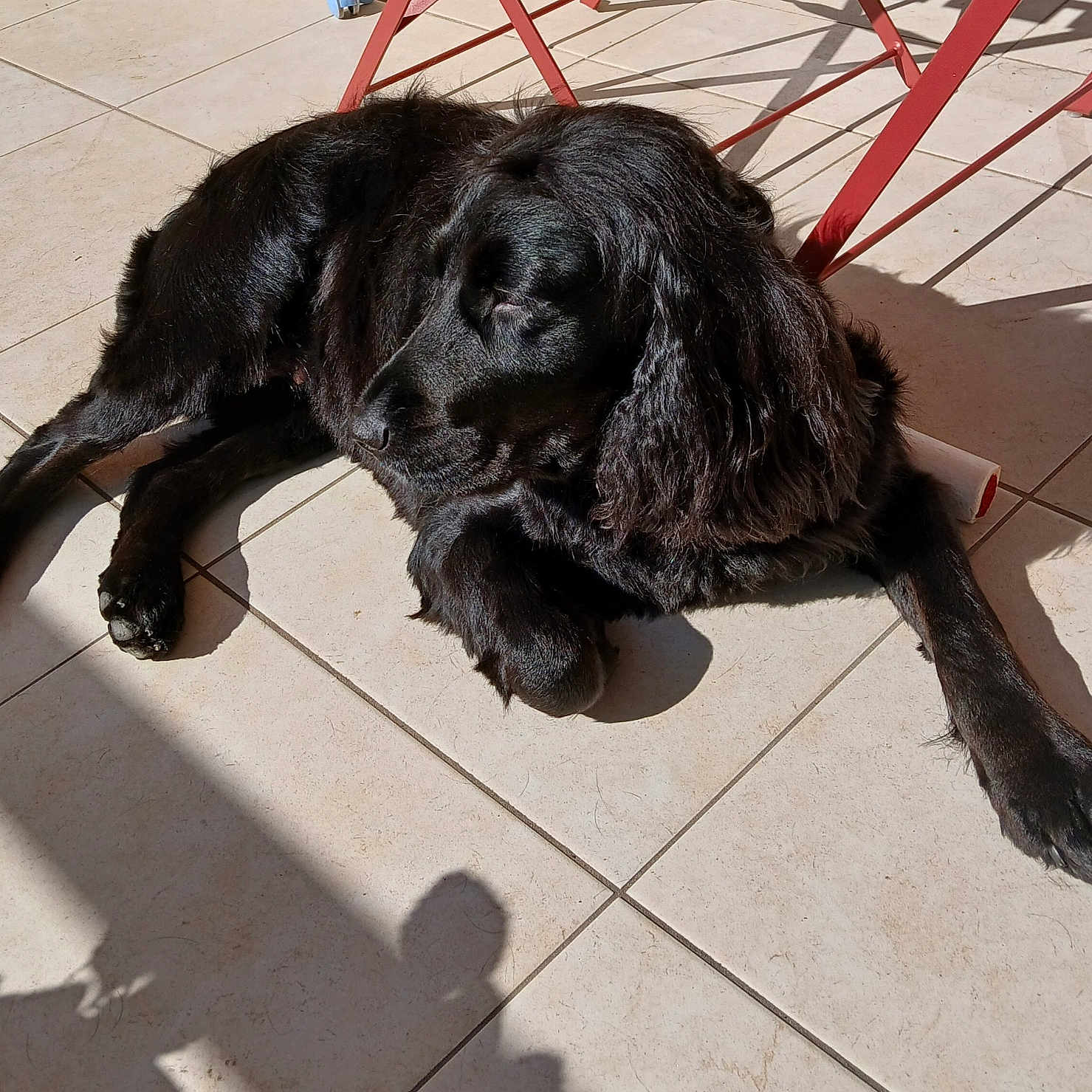 Sakïna participe au concours pour gagner de l'argent avec cette photo : animal, black_dog, calm, canine, companion, dog, domestic_animal, floor_tiles, fur, home, indoor, lying_down, pet, quiet, red_chair_legs, relaxing, resting, shadow, sunlight, tiled_floor
