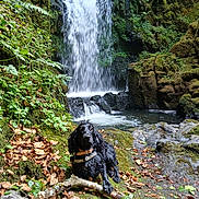 Sakïna a rejoint le concours — aidez-le/la à gagner de superbes lots ! dog, waterfall, moss, rocks, leaves, forest, nature, wet_dog, outdoor, stream, greenery, wildlife, landscape, adventure, canine, river, woodland, wet_fur, scenic, relaxing