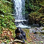 dog, waterfall, moss, rocks, leaves, forest, nature, wet_dog, outdoor, stream, greenery, wildlife, landscape, adventure, canine, river, woodland, wet_fur, scenic, relaxing