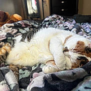 Gemini joined the competition — help win amazing prizes! cat, calico, sleeping, blanket, plush_toy, bedroom, cozy, fur, domestic_cat, resting, indoor, pet, cute, animal, soft, comfort, relaxation, feline, napping, home