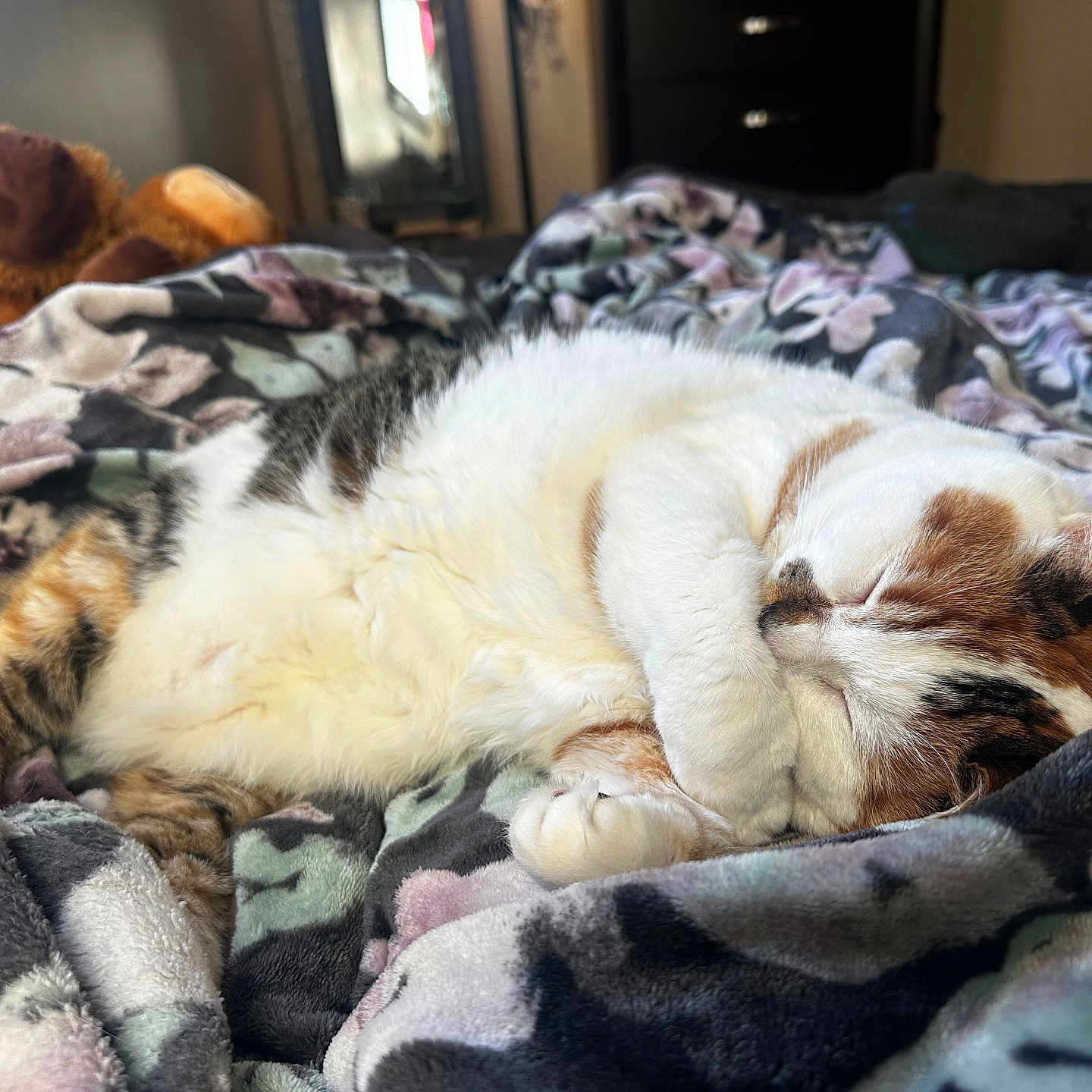 Gemini joined the competition — help win amazing prizes! animal, bedroom, blanket, calico, cat, comfort, cozy, cute, domestic_cat, feline, fur, home, indoor, napping, pet, plush_toy, relaxation, resting, sleeping, soft