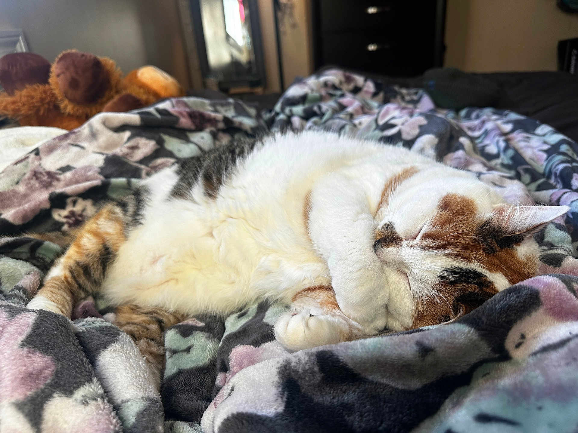 Gemini joined the competition — help win amazing prizes! cat, calico, sleeping, blanket, plush_toy, bedroom, cozy, fur, domestic_cat, resting, indoor, pet, cute, animal, soft, comfort, relaxation, feline, napping, home