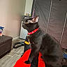 black_cat, cat, red_collar, indoor, vacuum_cleaner, furniture, floor, curious, pet, animal, home, black_fur, yellow_eyes, couch, storage_bin, cabinet, wall, tile_floor, red_surface, domestic