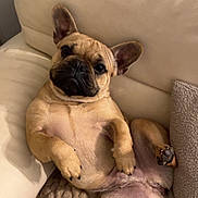 Apollo participe au concours pour gagner de l'argent avec cette photo : dog, french_bulldog, pet, canine, relaxed, lying_down, ears_up, blanket, couch, indoor, cozy, cute, animal, paw, fur, companion, home, resting, looking_at_camera, adorable
