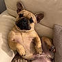 dog, french_bulldog, pet, canine, relaxed, lying_down, ears_up, blanket, couch, indoor, cozy, cute, animal, paw, fur, companion, home, resting, looking_at_camera, adorable