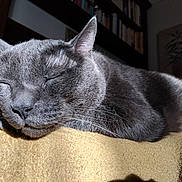 Oscar a rejoint le concours — aidez-le/la à gagner de superbes lots ! cat, gray_cat, sleeping, close_up, indoor, blanket, yellow_blanket, feline, pet, cozy, sunlight, whiskers, ears, nose, fur, relaxing, quiet, domestic_animal, resting, houseplant