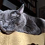 blanket, cat, close_up, cozy, domestic_animal, ears, feline, fur, gray_cat, houseplant, indoor, nose, pet, quiet, relaxing, resting, sleeping, sunlight, whiskers, yellow_blanket