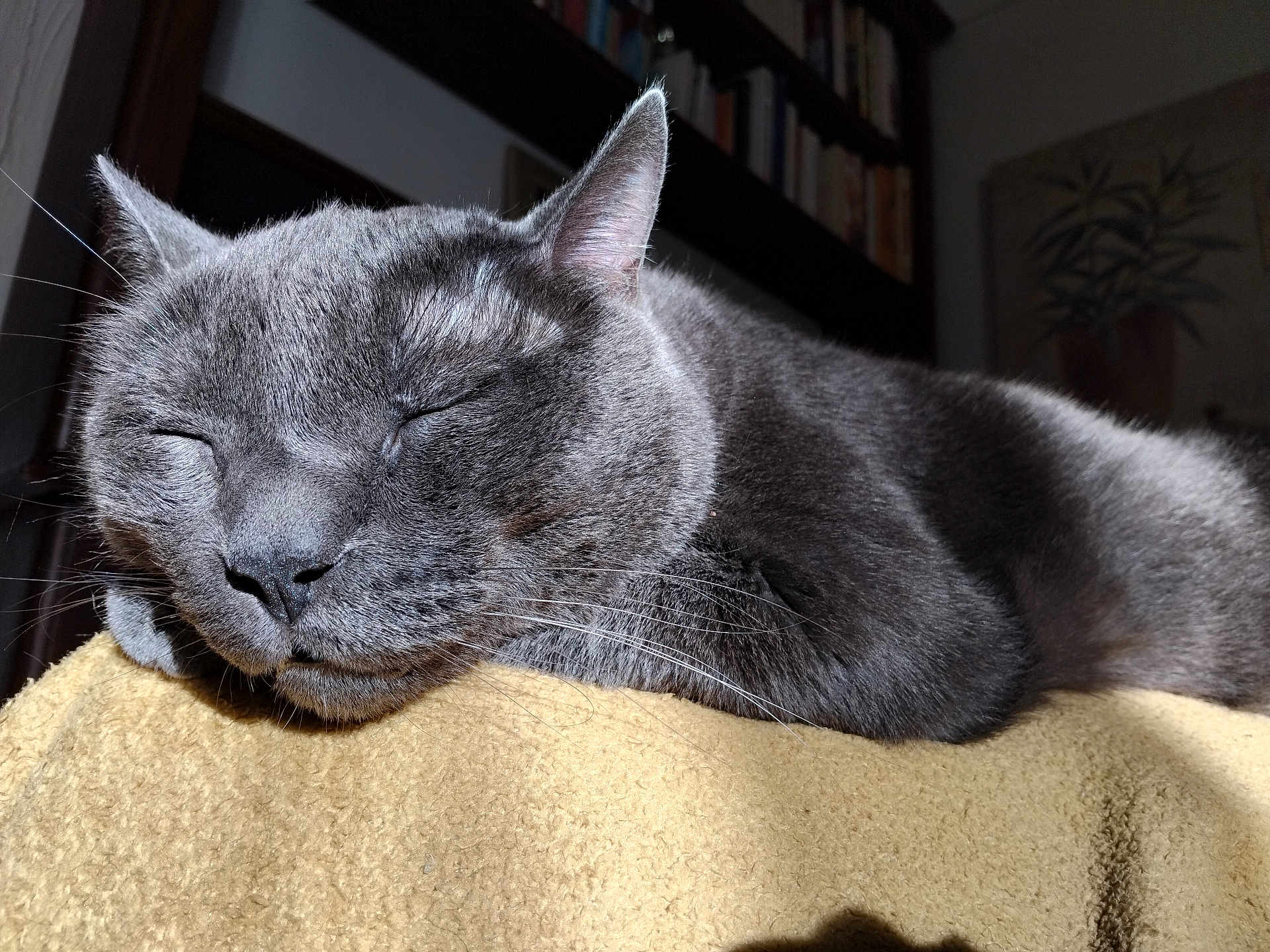 Oscar a rejoint le concours — aidez-le/la à gagner de superbes lots ! cat, gray_cat, sleeping, close_up, indoor, blanket, yellow_blanket, feline, pet, cozy, sunlight, whiskers, ears, nose, fur, relaxing, quiet, domestic_animal, resting, houseplant