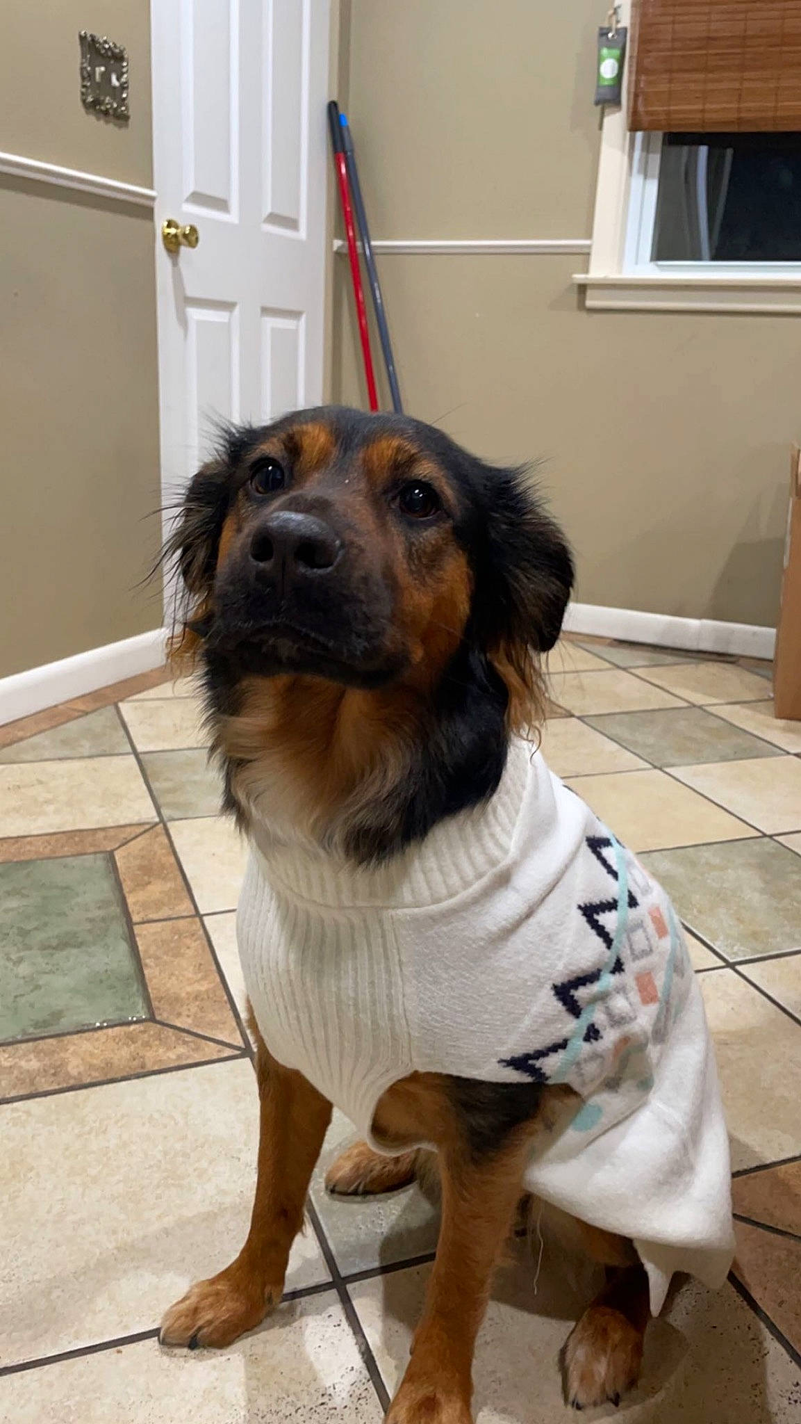 Jazzy is registered to the contest to win money with this photo: canidae, carnivore, collar, companion_dog, dog, dog_breed, dog_supply, door, fawn, flooring, fur, head, pet_supply, snout, sporting_group, whiskers, window, wood, working_animal, working_dog