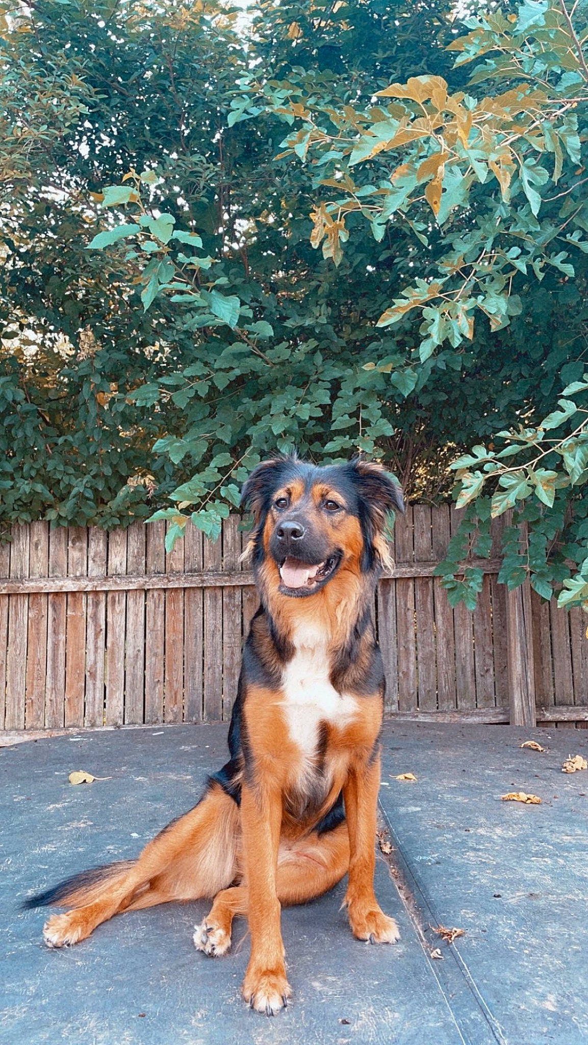 Jazzy joined the competition — help win amazing prizes! canidae, carnivore, companion_dog, dog, dog_breed, fawn, fence, giant_dog_breed, guard_dog, home_fencing, hunting_dog, plant, sporting_group, tree, working_animal, working_dog