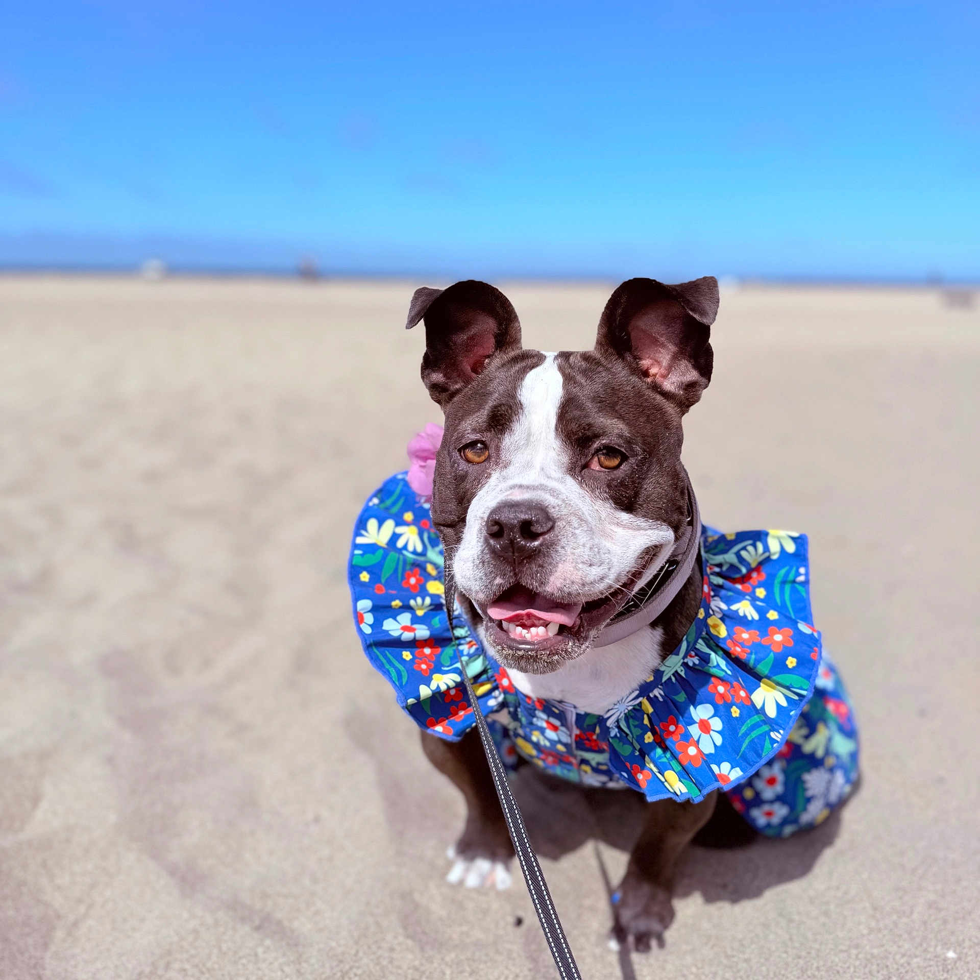 Skye is registered to the contest to win money with this photo: dog, beach, sand, ocean, sky, outdoor, floral_outfit, colorful, ruffle, leash, portrait, closeup, happy, smiling, sitting, pet, canine, fashion, sunny, shoreline