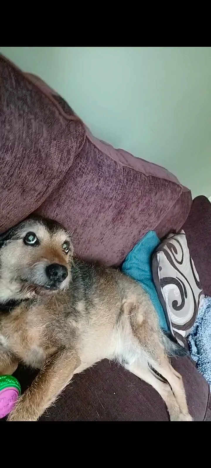Midge