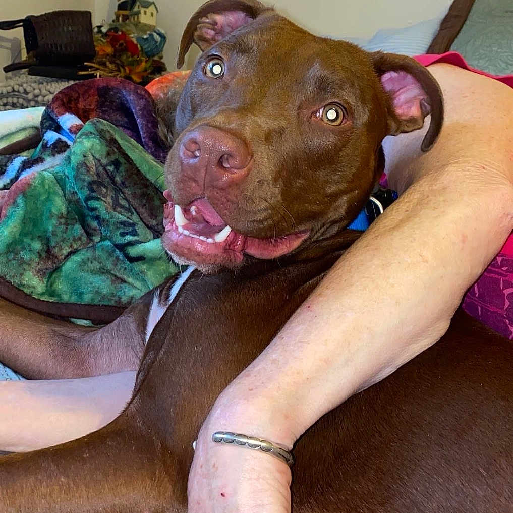 Pepper joined the competition — help win amazing prizes! accessories, animal, bodypart, bulldog, canine, couch, cushion, dog, face, finger, furniture, hand, head, homedecor, person, pet, photography, pitbull, portrait, puppy