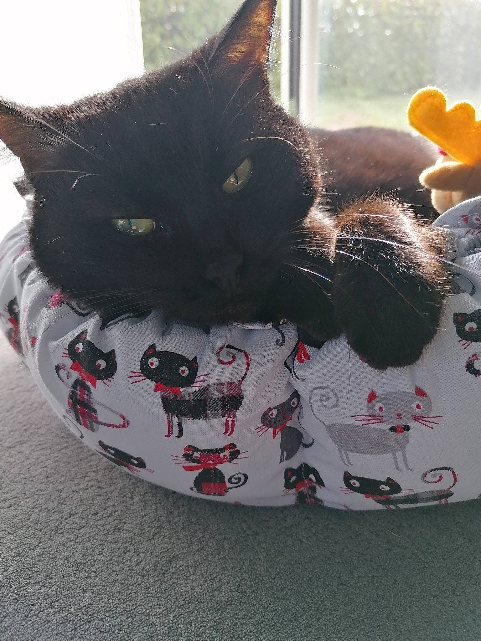 Pomme a rejoint le concours — aidez-le/la à gagner de superbes lots ! bag, black_cat, bombay, carmine, carnivore, cat, comfort, domestic_short_haired_cat, felidae, fur, grass, grey, pattern, paw, plant, small_to_medium_sized_cats, snout, tail, whiskers, window