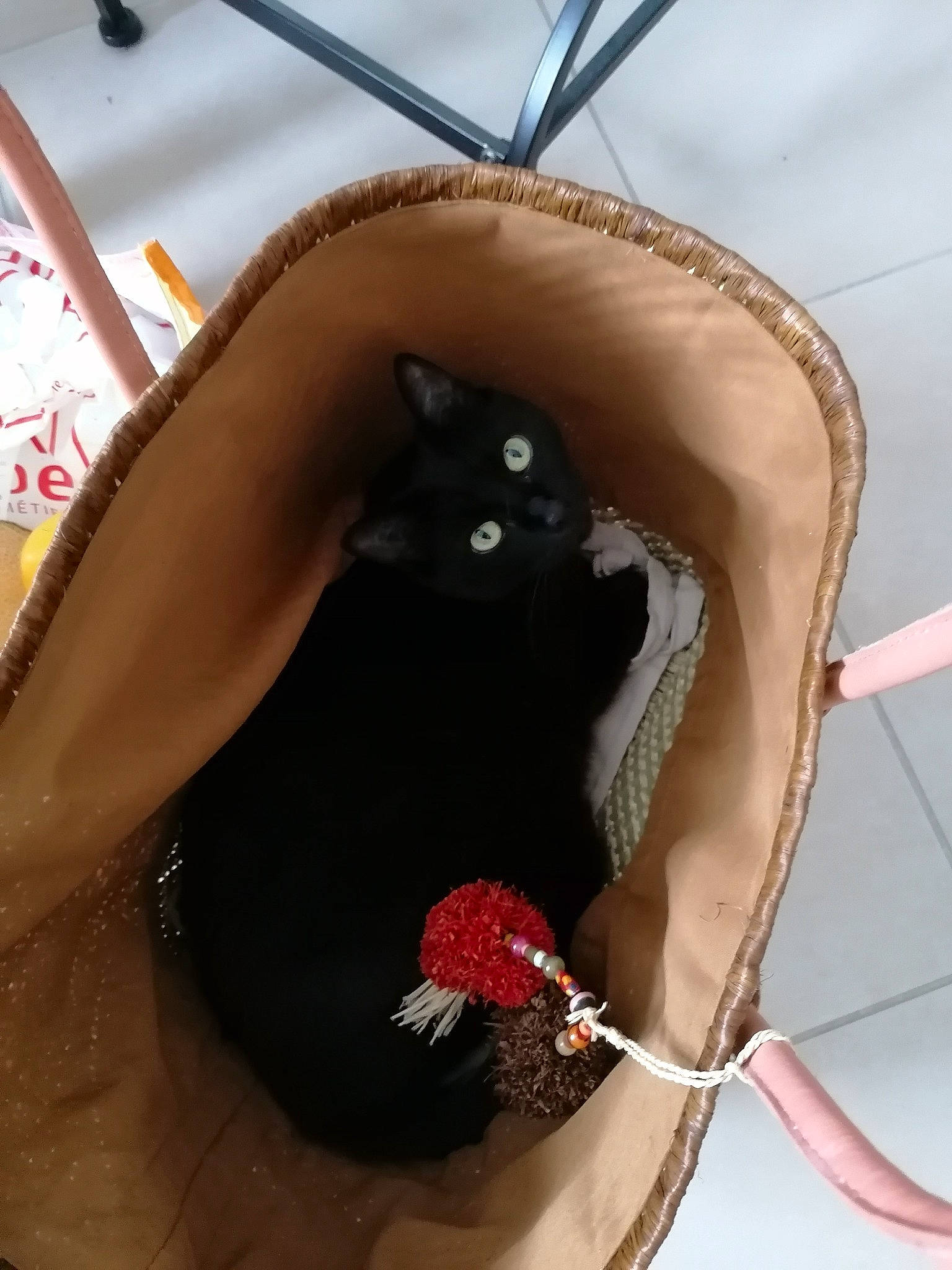 Pomme a rejoint le concours — aidez-le/la à gagner de superbes lots ! beak, black_cat, carmine, carnivore, cat, cat_bed, cat_supply, claw, comfort, domestic_short_haired_cat, fashion_accessory, felidae, fur, magenta, pet_supply, room, small_to_medium_sized_cats, stairs, tail, whiskers