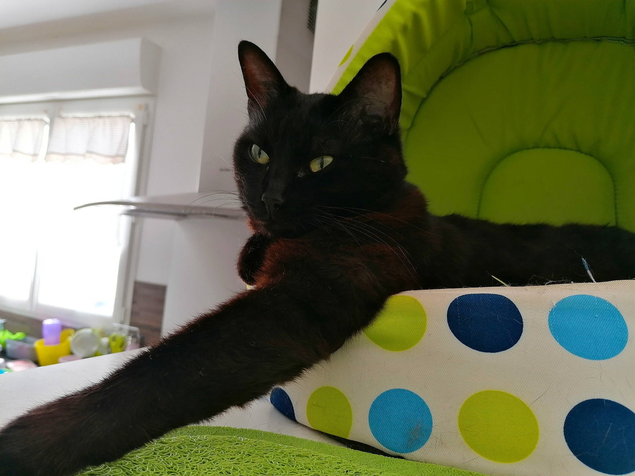 Pomme participe au concours pour gagner de l'argent avec cette photo : bed, black_cat, carnivore, cat, cat_bed, cat_supply, comfort, couch, domestic_short_haired_cat, felidae, fur, grey, leg, linens, room, small_to_medium_sized_cats, snout, tail, whiskers, window