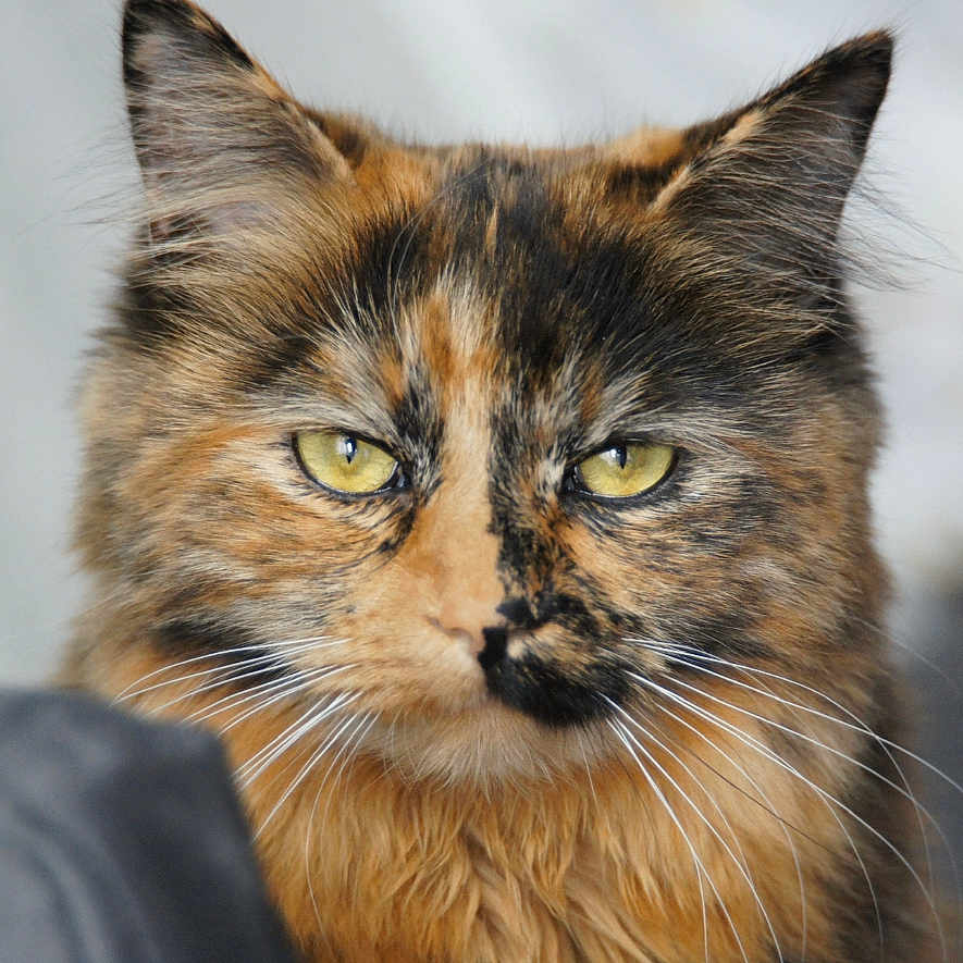 Lubi participe au concours pour gagner de l'argent avec cette photo : abyssinian, animal, brasssection, cat, horn, kitten, manx, musicalinstrument, person, pet, siamese, snout