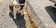 Pancake joined the competition — help win amazing prizes! cat, leash, gravel, curb, sidewalk, car, parking, sunlight, shadow, outdoor, pet, animal, fur, white, black, brown, road, vehicle, nature, daytime
