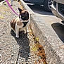 cat, leash, gravel, curb, sidewalk, car, parking, sunlight, shadow, outdoor, pet, animal, fur, white, black, brown, road, vehicle, nature, daytime
