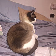 Pancake joined the competition — help win amazing prizes! cat, bed, pillow, fur, animal, indoor, resting, sleepy, mammal, pet, feline, cozy, domestic, whiskers, side_profile, quiet, soft, cute, relaxed, sheet