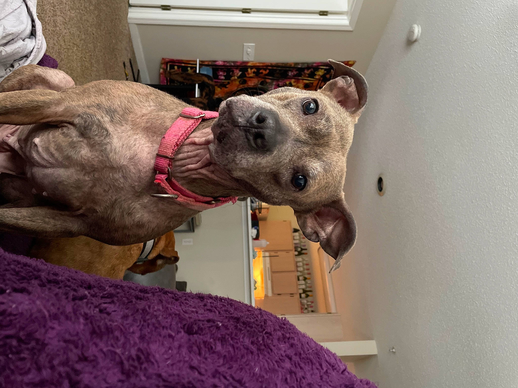 Addie is registered to the contest to win money with this photo: canidae, carnivore, collar, dog, dog_breed, dog_collar, ear, fawn, fur, giant_dog_breed, magenta, non_sporting_group, snout, sporting_group, working_animal