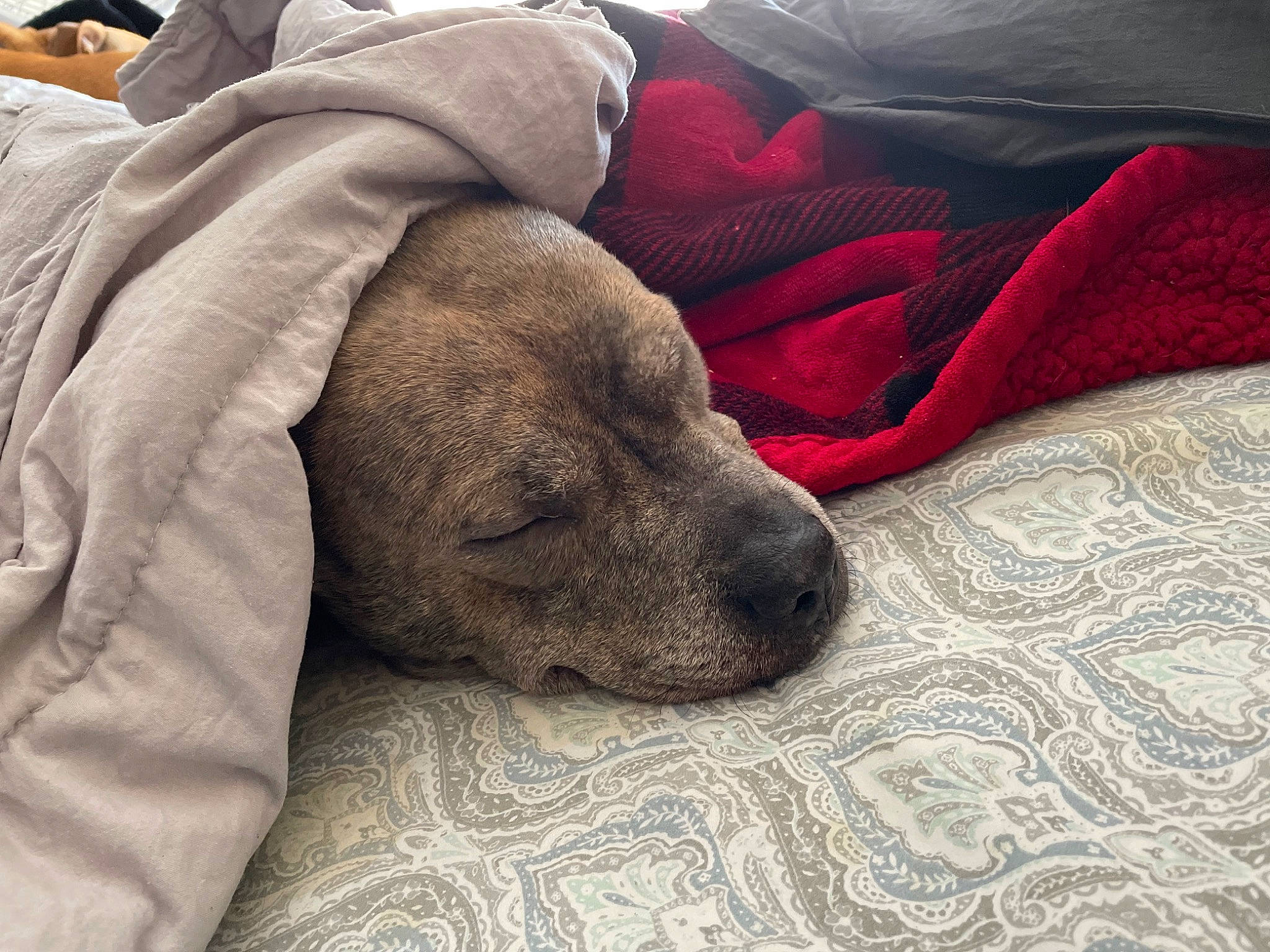 Addie joined the competition — help win amazing prizes! bedding, canidae, carmine, carnivore, cloud, comfort, companion_dog, dog, dog_breed, fawn, flooring, fur, grey, linens, liver, nap, snout, sporting_group, whiskers, working_animal