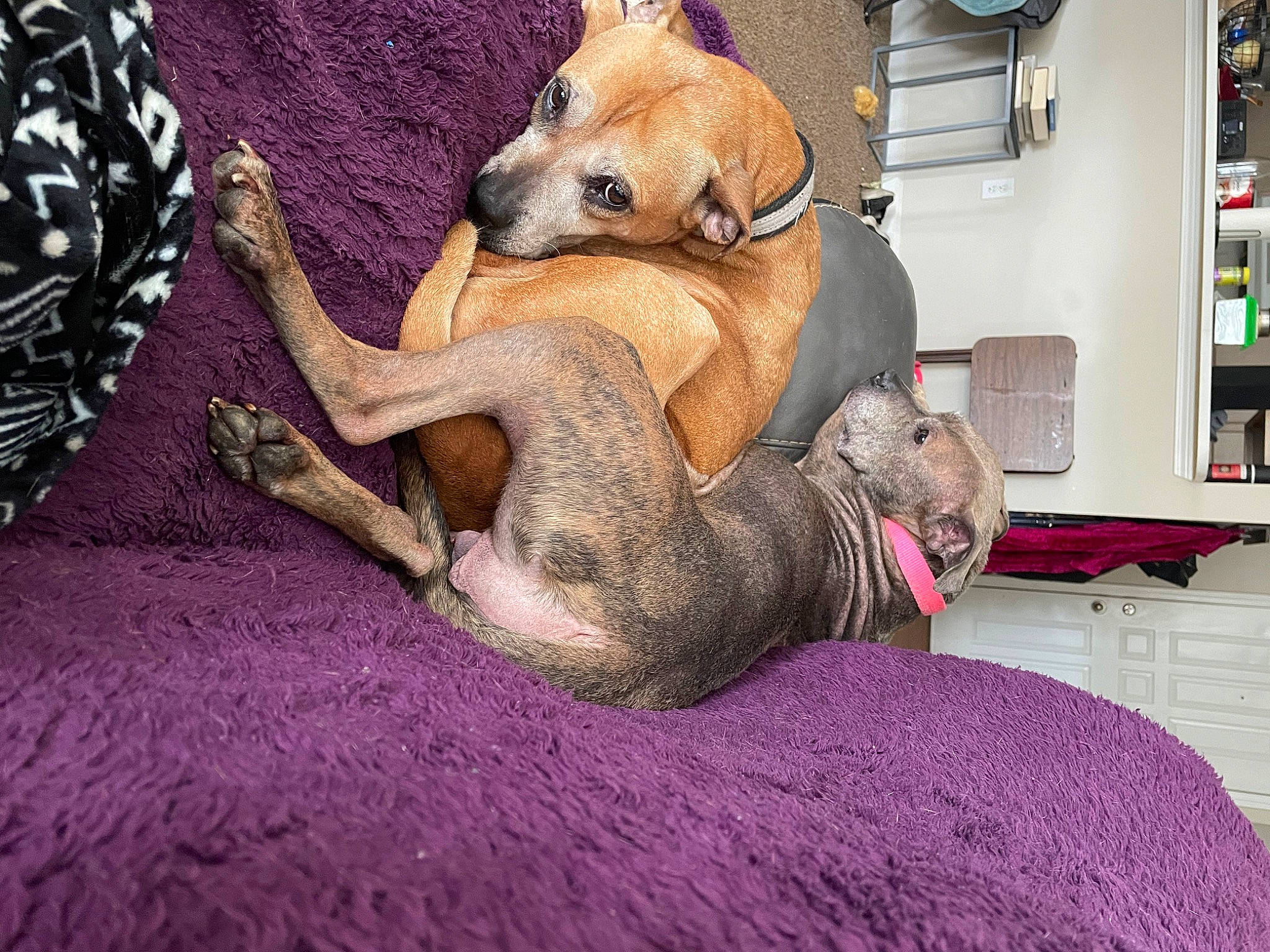 Addie joined the competition — help win amazing prizes! bookcase, canidae, carnivore, collar, comfort, companion_dog, dog, dog_breed, dog_supply, fawn, kitchen_appliance, paw, pet_supply, picture_frame, refrigerator, shelf, snout, sporting_group, tail, working_animal