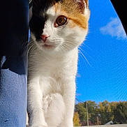 Zoe is registered to the contest to win money with this photo: cat, calico, window, curtain, sunlight, blue_sky, autumn, trees, pet, animal, whiskers, paw, indoor, screen, closeup, feline, curious, nature, daylight, portrait
