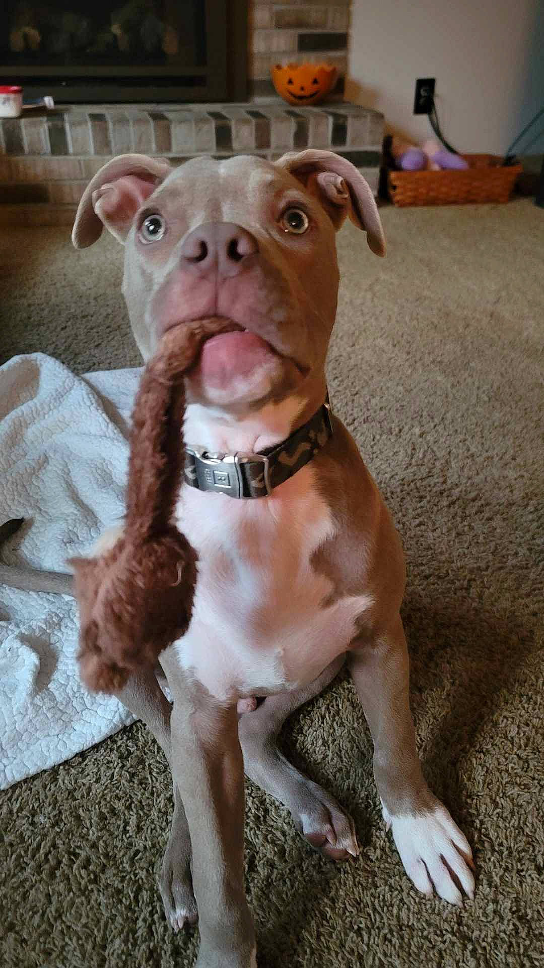 Koda joined the competition — help win amazing prizes! animal, ball, boxer, bulldog, canine, dog, face, frenchbulldog, head, indoors, person, pet, photography, pitbull, portrait, puppy, snout, sport, tennis, tennisball