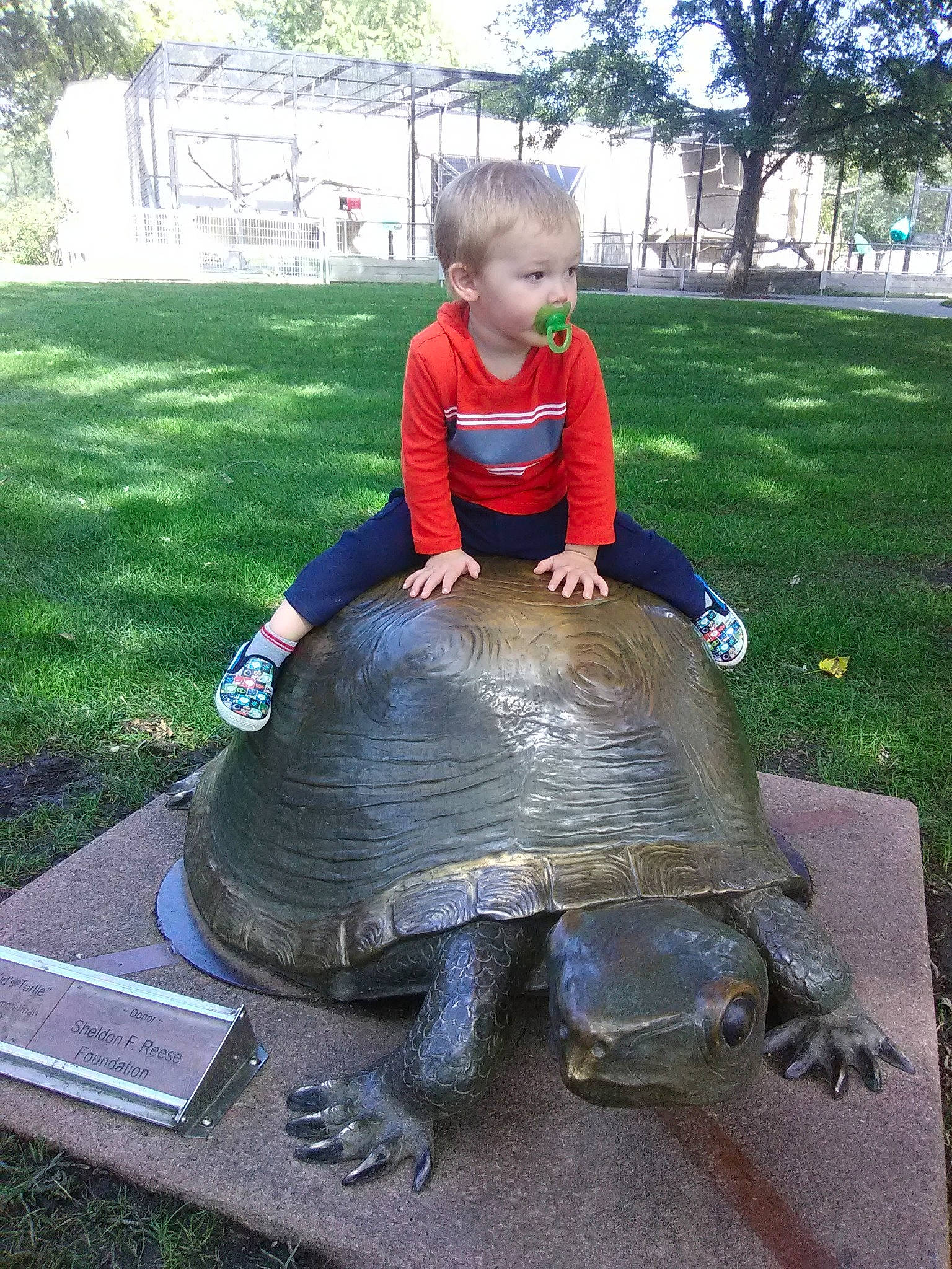 Atticus joined the competition — help win amazing prizes! fun, grass, person, play, recreation, reptile, tortoise, turtle