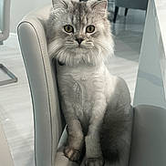 Dino joined the competition — help win amazing prizes! cat, fluffy, chair, indoor, pet, feline, animal, curious, sitting, white, modern, fur, tail, ears, whiskers, eyes, paws, home, furniture, domestic