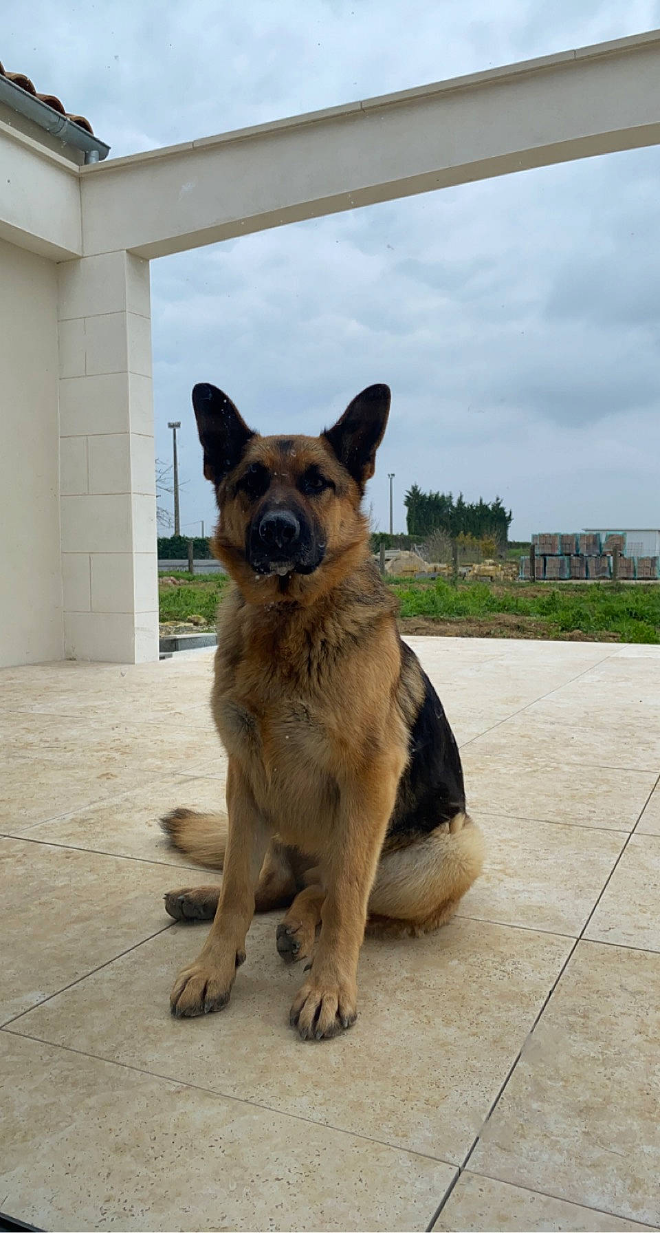 Roczen a rejoint le concours — aidez-le/la à gagner de superbes lots ! canidae, carnivore, cloud, collar, companion_dog, dog, dog_breed, door, fawn, german_shepherd_dog, herding_dog, plant, sky, snout, sporting_group, street_dog, tail, window, working_animal, working_dog