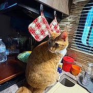 Pumpkin is registered to the contest to win money with this photo: bowls, cat, container, counter, curious, domestic_cat, feline, household_items, indoor, kitchen, natural_light, orange_cat, pet, pot_holders, sink, tail, tile_backplash, water_bottle, whiskers, window