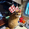 bowls, cat, container, counter, curious, domestic_cat, feline, household_items, indoor, kitchen, natural_light, orange_cat, pet, pot_holders, sink, tail, tile_backplash, water_bottle, whiskers, window