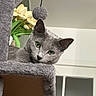 cat, gray_cat, green_eyes, cat_tree, furry, indoor, flowers, yellow_flowers, peeking, curious, pet, animal, feline, cozy, home, soft_texture, closeup, portrait, cute, whiskers