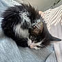 Koja joined the competition — help win amazing prizes! kitten, cat, black_and_white, fluffy, sleepy, cozy, indoor, pet, animal, fur, whiskers, ears, face, resting, soft, blanket, home, cute, young, curious