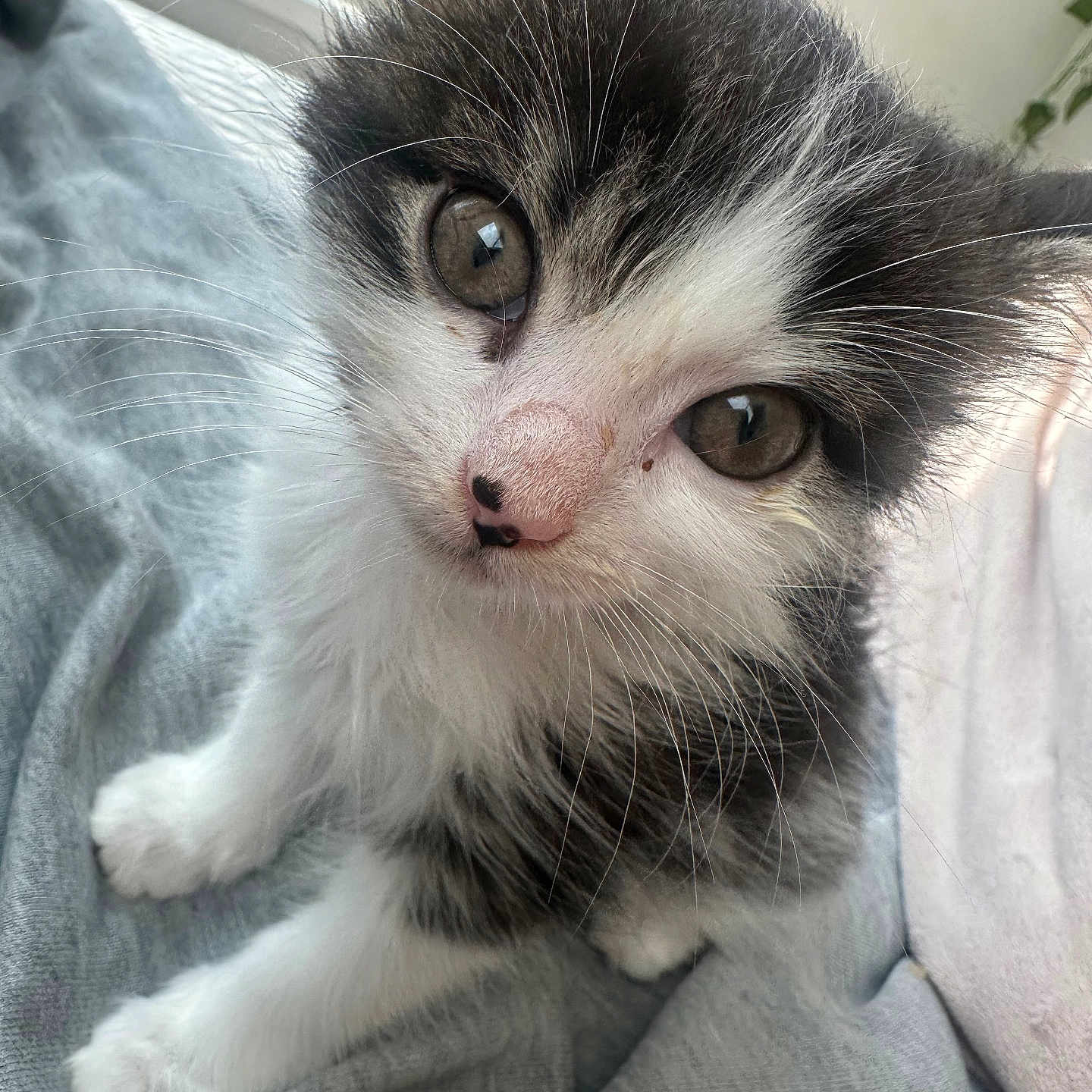 Koja joined the competition — help win amazing prizes! animal, black_and_white, cat, close_up, curious, cute, domestic_cat, feline, fur, gray_fabric, indoor, kitten, pet, portrait, sitting, small, soft_light, whiskers, window, young