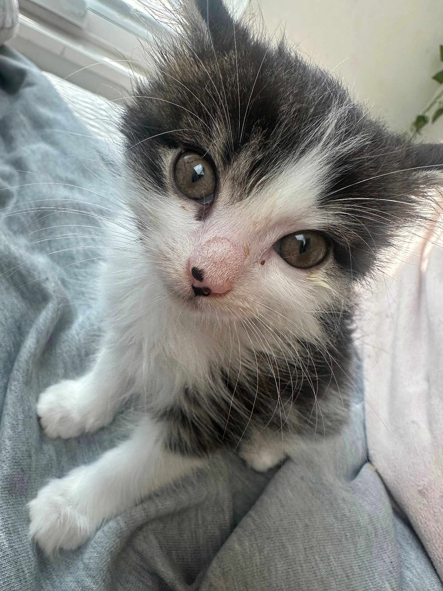 Koja joined the competition — help win amazing prizes! kitten, cat, black_and_white, close_up, curious, whiskers, fur, pet, animal, indoor, window, soft_light, cute, young, feline, gray_fabric, sitting, small, domestic_cat, portrait