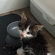 Koja is registered to the contest to win money with this photo: kitten, cat, pet, food_bowl, floor, wooden_floor, indoor, black_and_white, fur, whiskers, ears, young, cute, animal, domestic_animal, looking_up, curious, small, feline, feeding_area