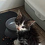 kitten, cat, pet, food_bowl, floor, wooden_floor, indoor, black_and_white, fur, whiskers, ears, young, cute, animal, domestic_animal, looking_up, curious, small, feline, feeding_area