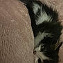 kitten, cat, black_and_white, fluffy, blanket, cozy, pet, animal, fur, cute, indoors, resting, sleepy, soft, young, whiskers, face, nose, paw, comfort