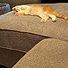 Coco is registered to the contest to win money with this photo: cat, couch, cozy, cute, domestic_cat, feline, fluffy, furniture, home, indoor, kitten, nap, orange_cat, paw, pet, relaxing, resting, sleeping, soft, white_cat