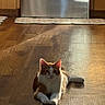 Coco joined the competition — help win amazing prizes! animal, cat, cozy, domestic_cat, ears, flooring, fur, home, indoor, kitchen, lying_down, orange_cat, paws, pet, quiet, relaxed, shadow, sunlight, white_cat, wooden_floor