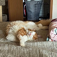 Coco is registered to the contest to win money with this photo: bed, blanket, cat, clothes, cozy, feline, fur, home, indoor, laundry_basket, orange_and_white, paw, pet, quiet, relaxed, resting, sleeping, soft, tail, textured_bedspread