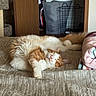 bed, blanket, cat, clothes, cozy, feline, fur, home, indoor, laundry_basket, orange_and_white, paw, pet, quiet, relaxed, resting, sleeping, soft, tail, textured_bedspread